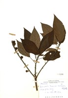 藏品(牛奶榕)的圖片